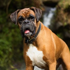 Boxer