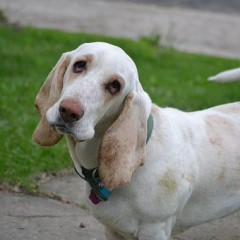 Basset