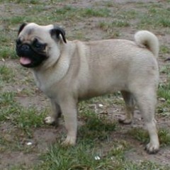 Mopsz
