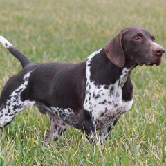 Német vizsla