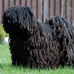 Puli